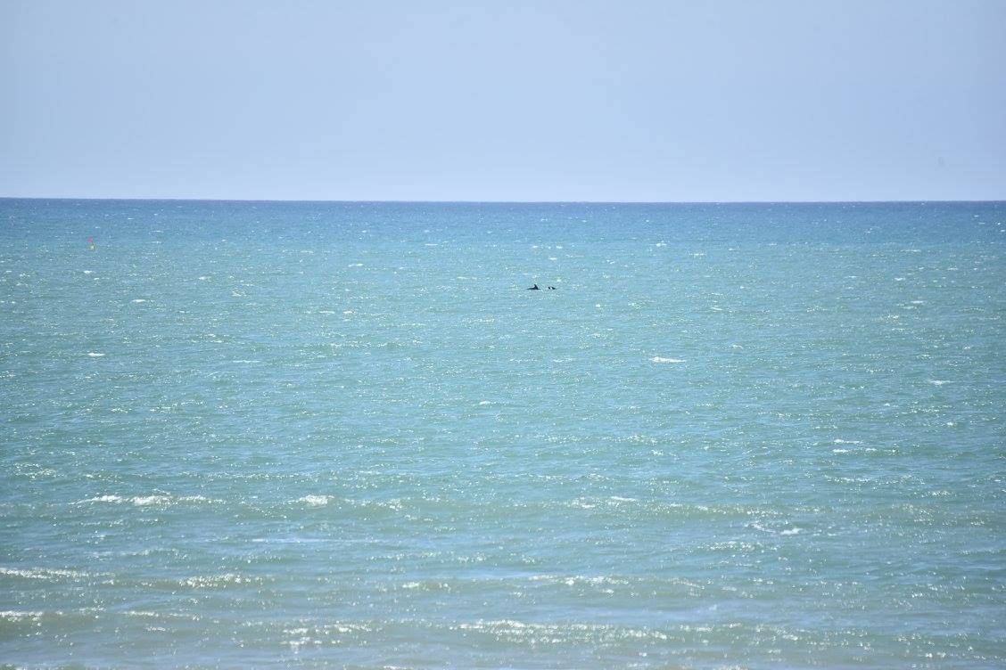 plage ile oleron dauphins