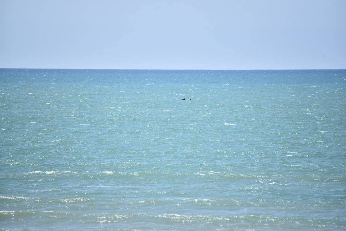 ile oleron beach dolphins