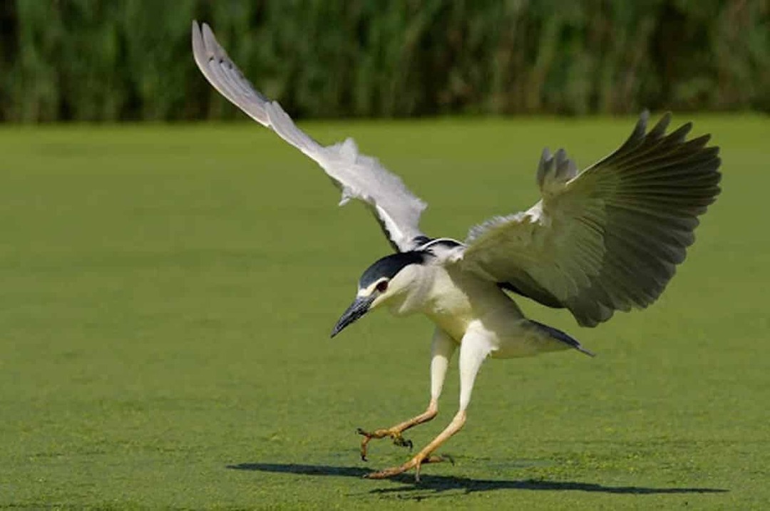 Le marais aux oiseaux